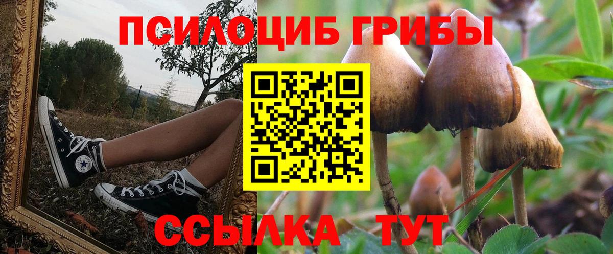 Псилоцибиновые грибы Psilocybine cubensis Барнаул